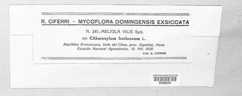 Asteridiella vilis image